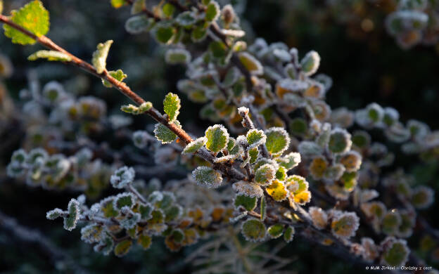 Betula nana