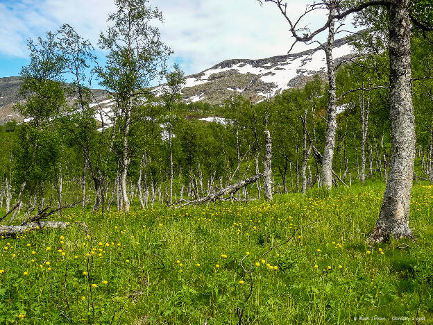 Fjell