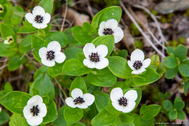 Cornus suecica