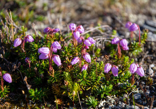 Fylodoce namodralá