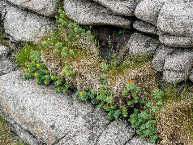 Ruusujuuri (Rhodiola rosea)