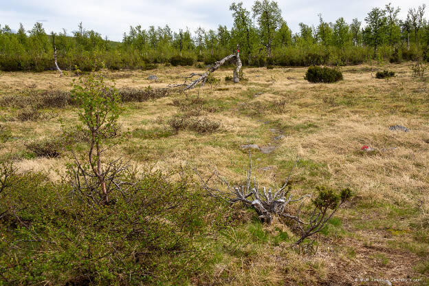 Vítá nás typická švédská tundra