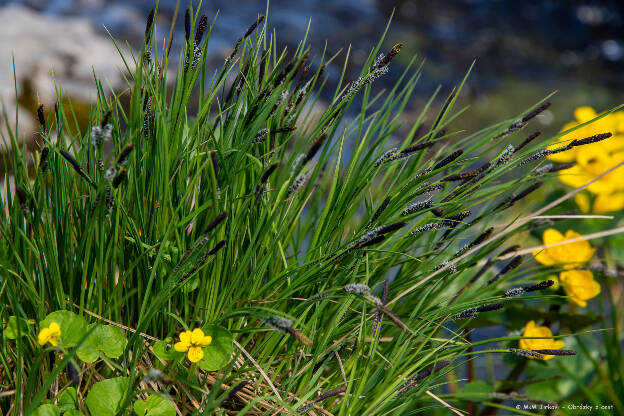 Ostřice obecná (Carex vulgaris (nigra))