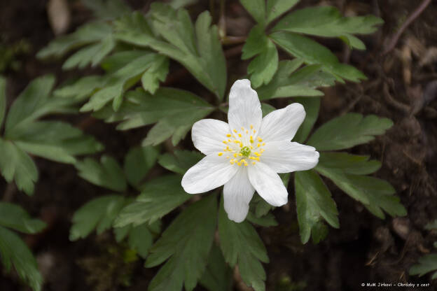 Anemone nemorosa - sasanka hajní