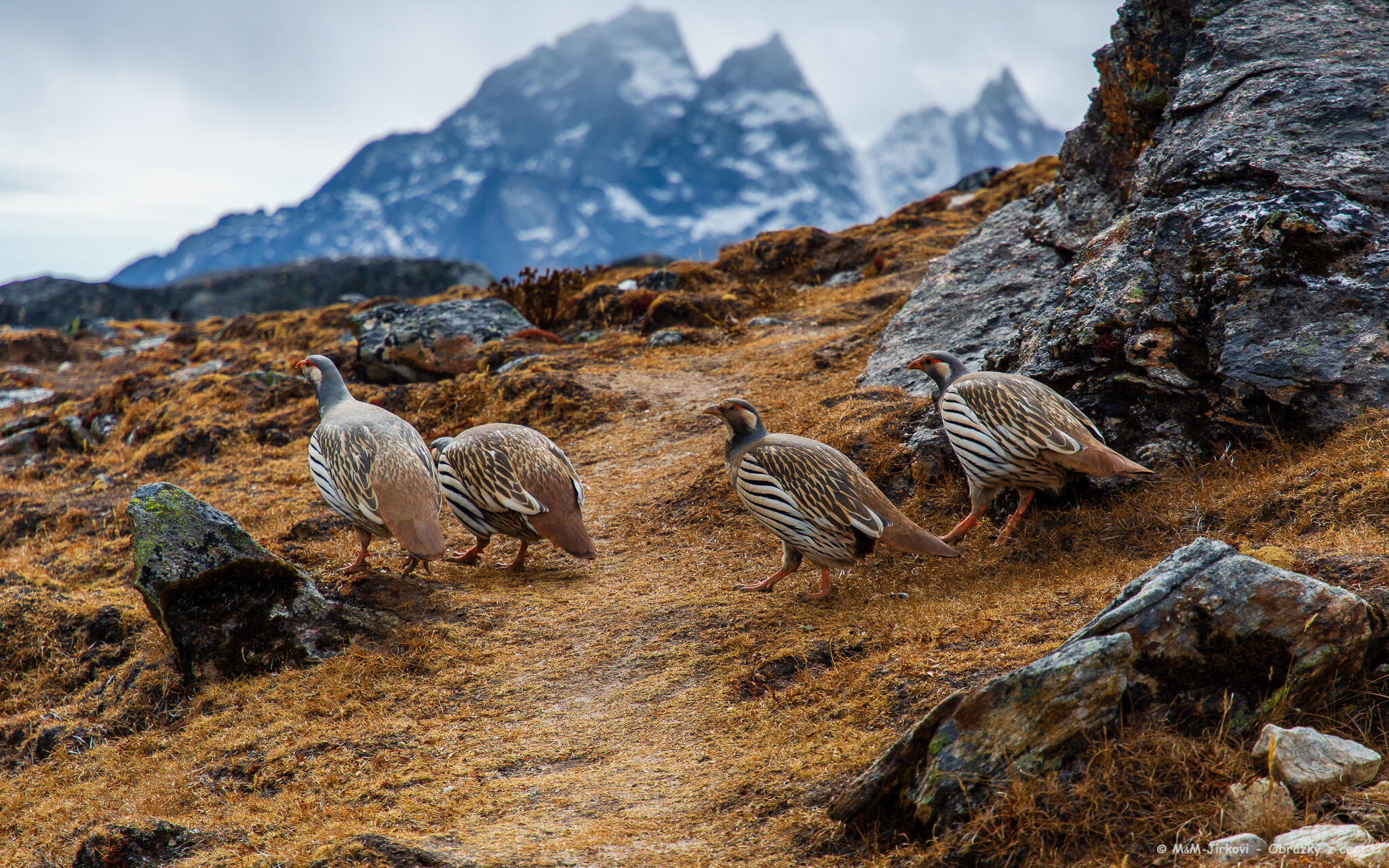 Tibetan Snowcock (Tetraogallus himalayensis)