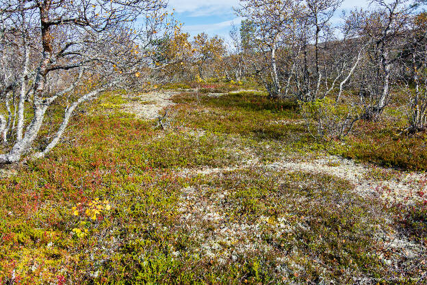 Fjell