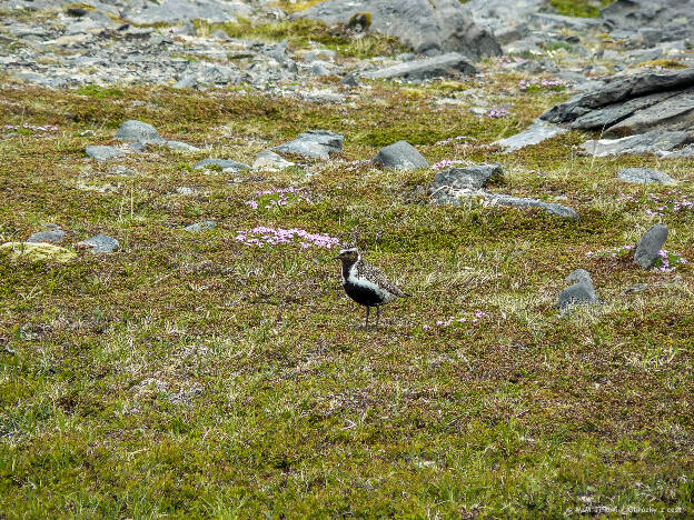 Kulík zlatý (Pluvialis apricaria)