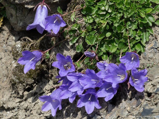 Campanula saxifraga ssp.argunensis