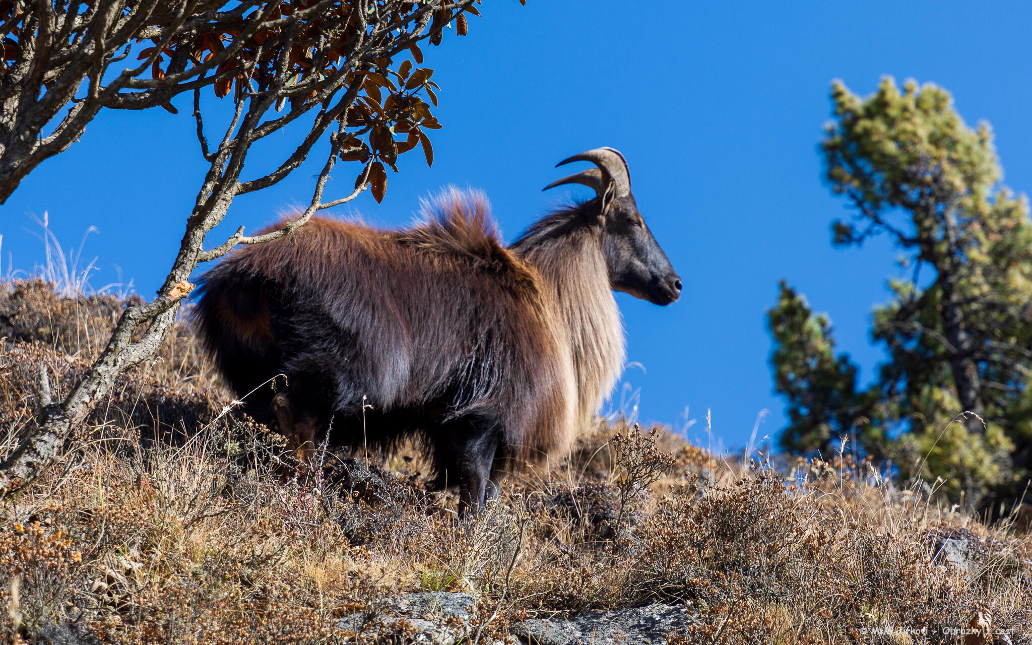 Himalayan tahr (Hemitragus jemlahicus)