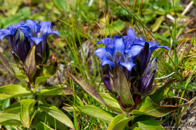 Hořec křížatý (Gentiana cruciata)