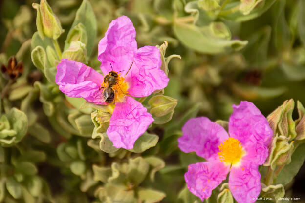 Včela na Cistus Albidus