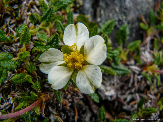 Lapinvuokko (Dryas octopetala)