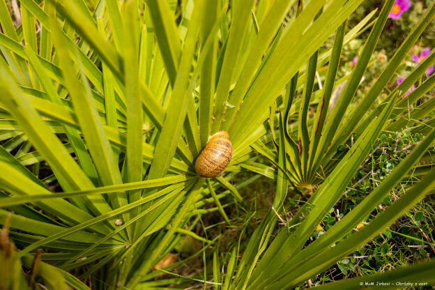 Hlemýžď zahradní na Chamaerops humilis