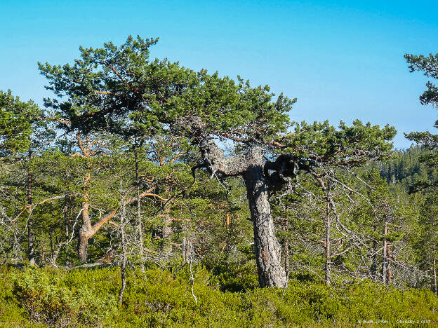 NP Skuleskogen