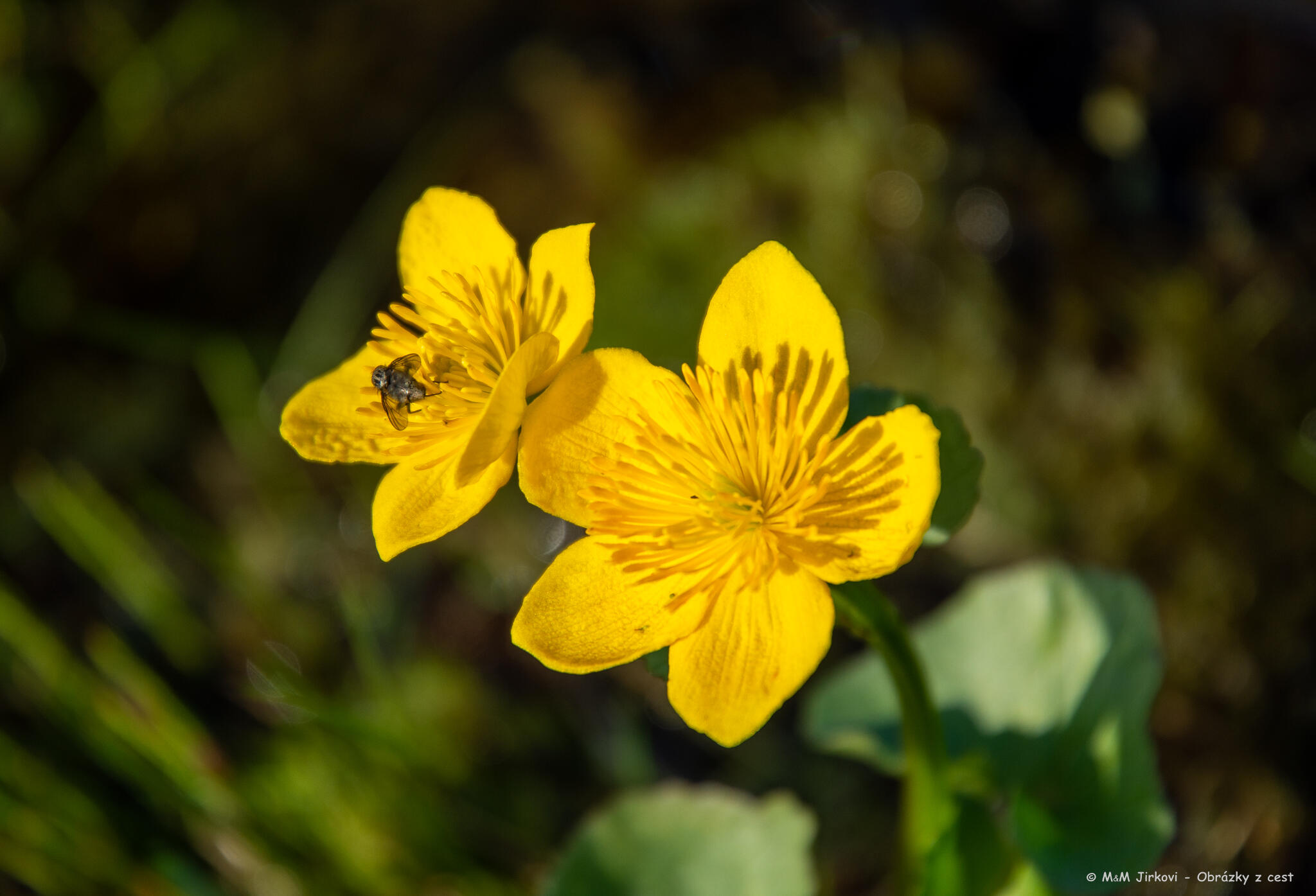 Caltha palustris s mouchou