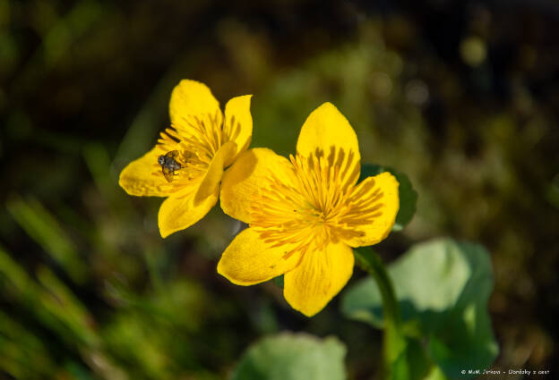 Caltha palustris s mouchou