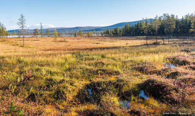 Mokřady u Luirojärvi