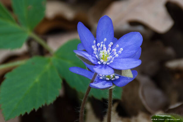 Hepatica nobilis - jaterník podléška