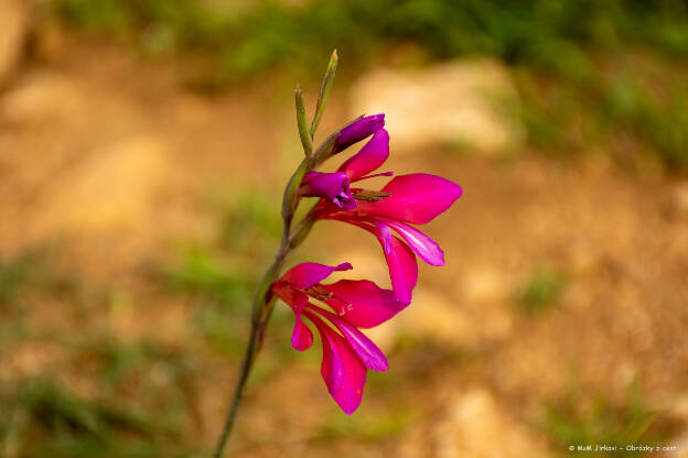 Gladiolus illyricus Koch