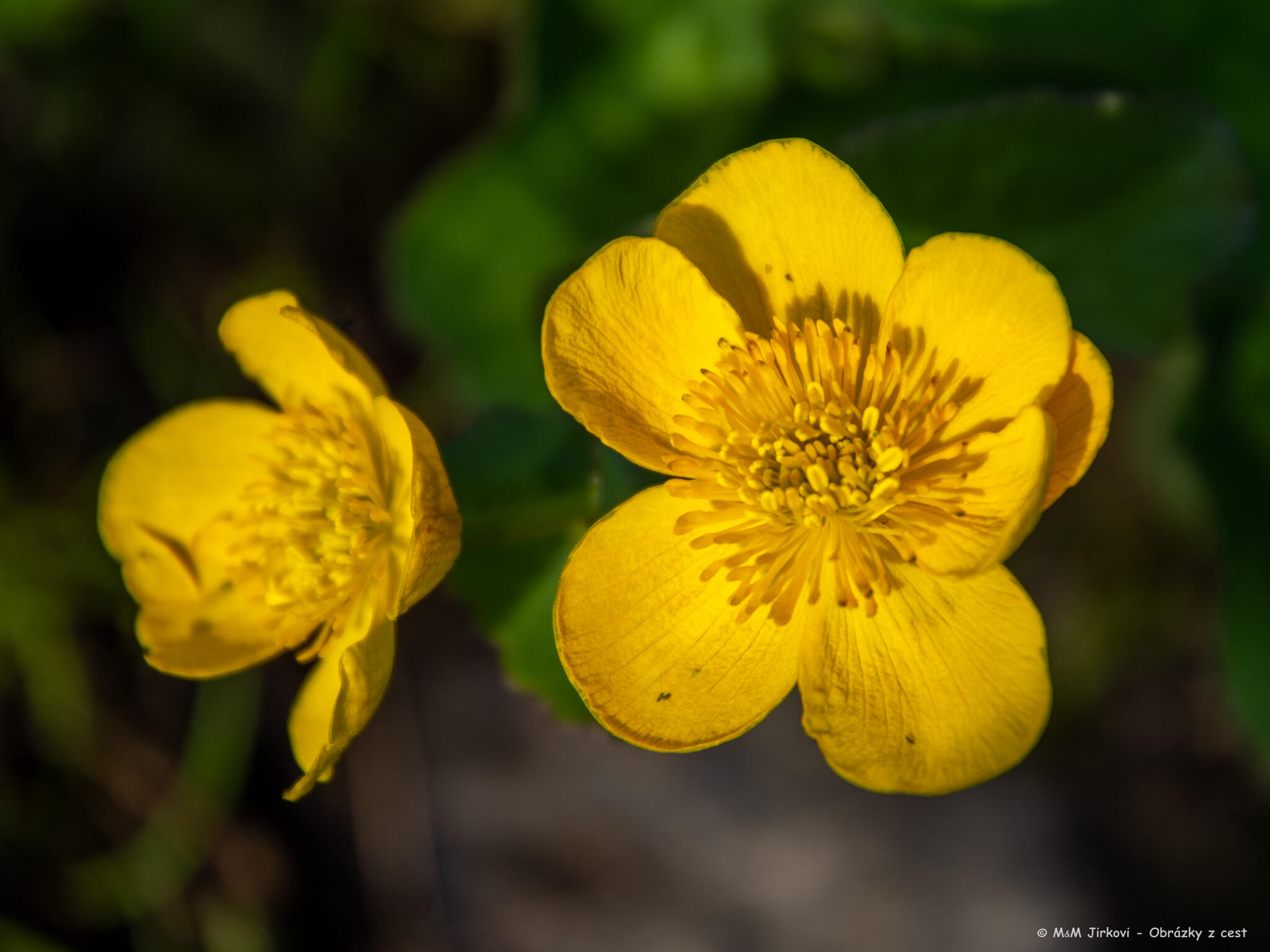 Caltha palustris bez mouchy